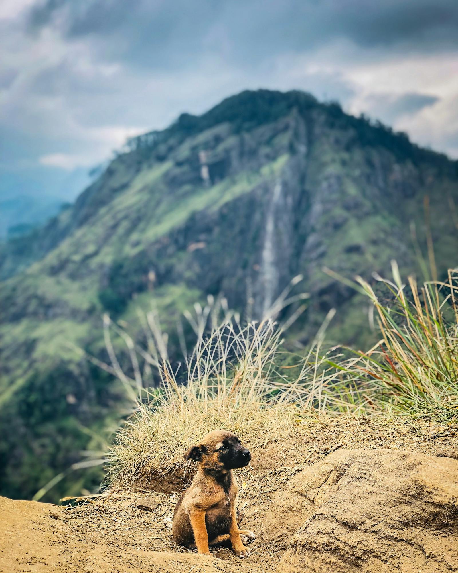 Makanan Anjing Kintamani