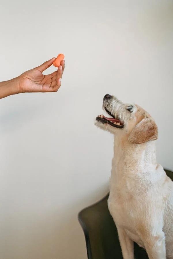 Makanan Anjing Hypoallergenic